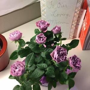 Meet your Posher, Joanne